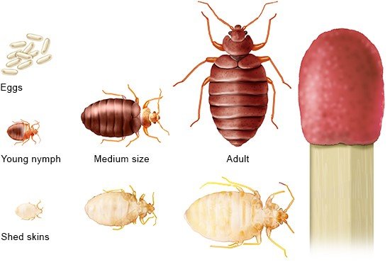 Progetto Bedbug
