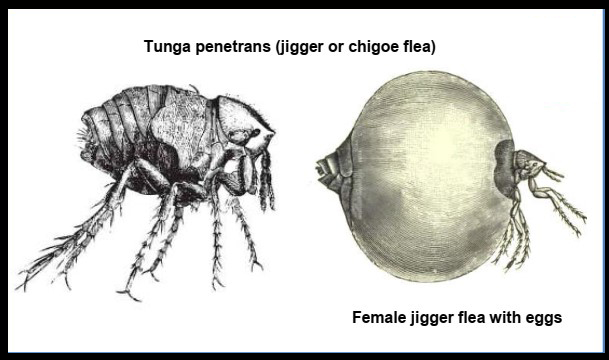 Progetto Jigger